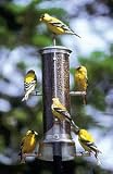 Thistle Tube Bird Feeder
