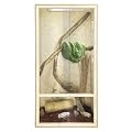 OSB - Cham�leon Terrarium 60x60 x150cm Holzterrarium