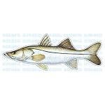 SNOOK -Fish Decal- window sticker truck fishing lure