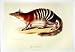 C1990 Mammals Numbat Marsupial Anteater Myrmecobius