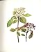 Perrin Ltd Ed 1914 Flowering Plant The Wayfaring Tree