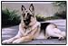 Doormat - D105 German Shepherd - 18 x 27 Indoor/Outdoor Designer Mat