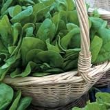 Thompson & Morgan 'Medania' Spinach Seeds