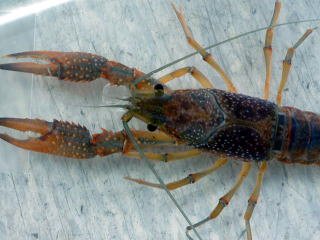 アメリカザリガニ Lサイズ 保証有【こだわりの生体をお届けします 名生園】