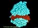 Bacteriophage T4 Lysozyme with Substrate Photographic Poster Print, 16x12