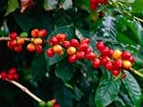 The Red Coffee Cherry, Arabica Typica, Honaunau, Hawaii (Big Island), Hawaii, USA Photographic Poster Print by Ann Cecil, 16x12