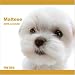   - Maltese Dog 2009 Wall 12''x12'' Calendar by THE DOG Artlist Collection