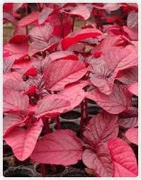 3x Asia Organic Red Garden Spurge Seeds