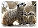 Jenny the Meerkat with Two of Her New Babies at London Zoo, June 2005 Photographic Poster Print by Mirrorpix, 32x24