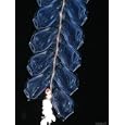 Deep Sea Siphonophore, Hydrozoan Cnidarian, 2503 Ft, Gulf of Maine Art Photographic Poster Print by David Shale, 12x16