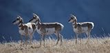 Antelope - Rear Window Graphic 18 x 52