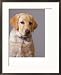 Portrait of Labrador Retriever Framed Photographic Poster Print by Bruce Ando, 24x30