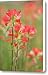 Indian Paint Brush Flower Canvas Print / Canvas Art - Artist Iris Greenwell