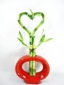 9GreenBox - Live 4 Heart Style Lucky Bamboo Plant with Red Hand-Paint Ceramic Vase