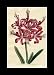 Reprint Guernsey Amaryllis, Guernsey Lily 1795