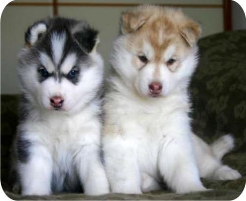 New Siberian Husky Puppies PC Computer Mousepad Mouse Mat Pad