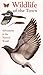 Book Wildlife of the Town (Collins Watch Guide)