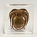 Real Octopus in Acrylic Block
