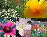 Search : California Central Valley Wildflower Seed Mix - 1/4 LB