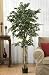5' Smilax Tree