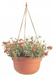 10 - 3 / 8x6 TC Hang Basket - B000BZ6LKW