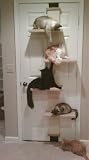 SmartCat Multi-Level Cat Climber