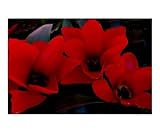 Mysterious Red Flowers Photographic Poster Print by Kim Avent-DiLorenzo, 20x16