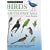 A Field Guide to the Birds of South-east Asia