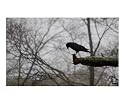 Pensive Crow Animals Photographic Poster Print by Carmen Mandel-Cesareo, 24x20