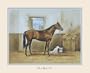 2 Seabiscuit Prints Horse Racing Legend Sea Biscuit Posters 8x10