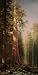 THE GREAT TREES MARIPOSA GROVE CALIFORNIA BY ALBERT BIERSTADT PRINT REPRODUCTION