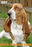 Metall - Warnschild Basset