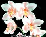 Cym. Radiant Beam 