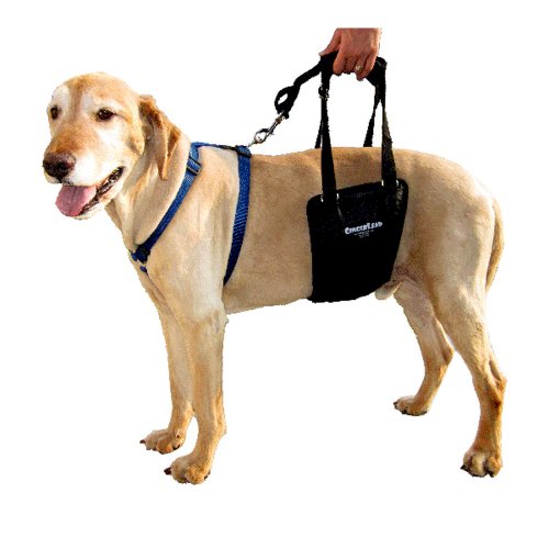 What Is Price For GingerLead Dog Support Rehabilitation Harness Large
