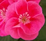 Satin Doll Geranium Seed Pack