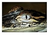 American Alligator, Alligato Mississippiensis Animals Photographic Poster Print by Larry F. Jernigan, 40x30