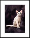 Devon Rex with Green Eyes Framed Mini Print by Drew Strouble