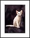 devon rex - Devon Rex with Green Eyes Framed Mini Print by Drew Strouble