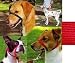 Pet Supplies : Gentle Leader Head Collar - Medium - Red