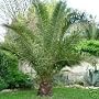 CANARY ISLAND PALM - 20 Seeds - Phoenix canariensis