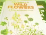 Collins handguide to wild flowers of Britain and Northern Europe