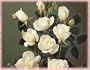 Iceberg (Rosa Floribunda) - Bare Root Rose