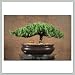 Bonsai Tree Juniper - Pictor