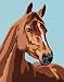 Horse Paint by Number
