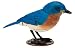 Breezy Singer Eastern Bluebird