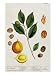 The Nutmeg, Plate 353 from 