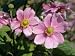 Pink Flowers of the Japanese Anemone, Taken in September in Devon, England Photographic Poster Print by Michael Black, 12x16