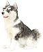 SIBERIAN HUSKY PUPPY, SS-6798