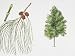 Filao Tree (Casuarina Equisetifolia) Plant with Flower, Leaf and Fruit, Illustration Photographic Poster Print, 30x40