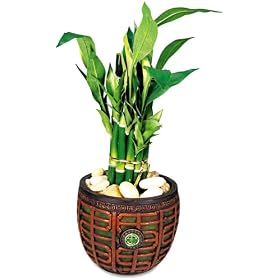 Nu-Dell T7476 Artificial Lucky Bamboo in Mahogany Jade Container, 16